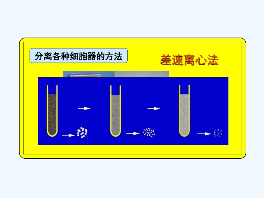 高中生物32细胞器系统内的分工合作第1课时课件新人教版必修1_第4页