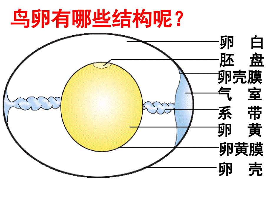 14鸟的生殖和发育_第4页