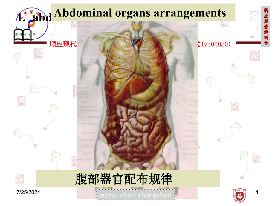 断层影像解剖学：2011 transverse section of abdomen_第4页