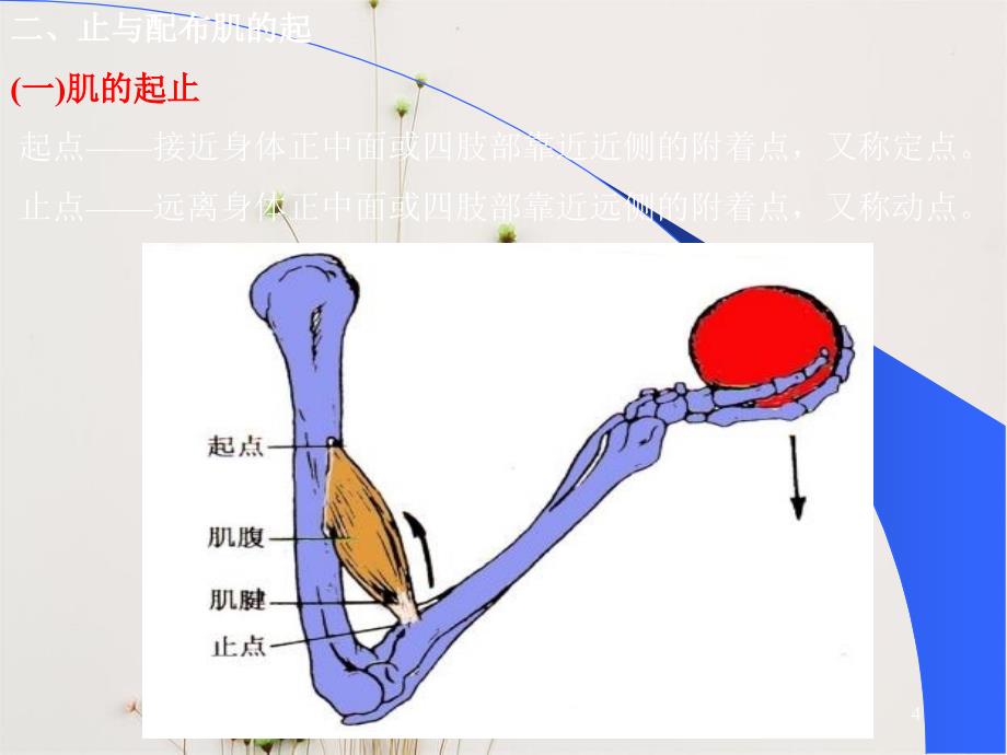 肌学人体结构学课件_第4页