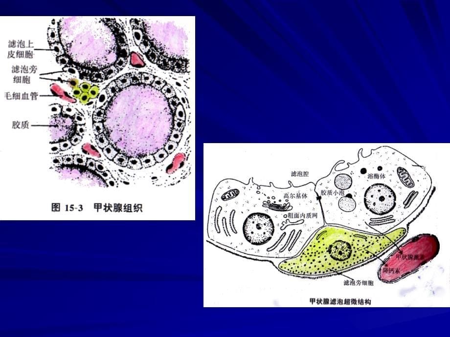 《人体解剖学》教学课件： 内分泌hjz_第5页