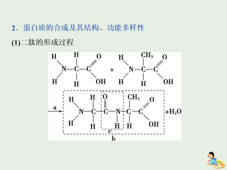 人教通用版版高考生物新探究大一轮复习第3讲生命活动的主要承担者蛋白质a课件_第4页