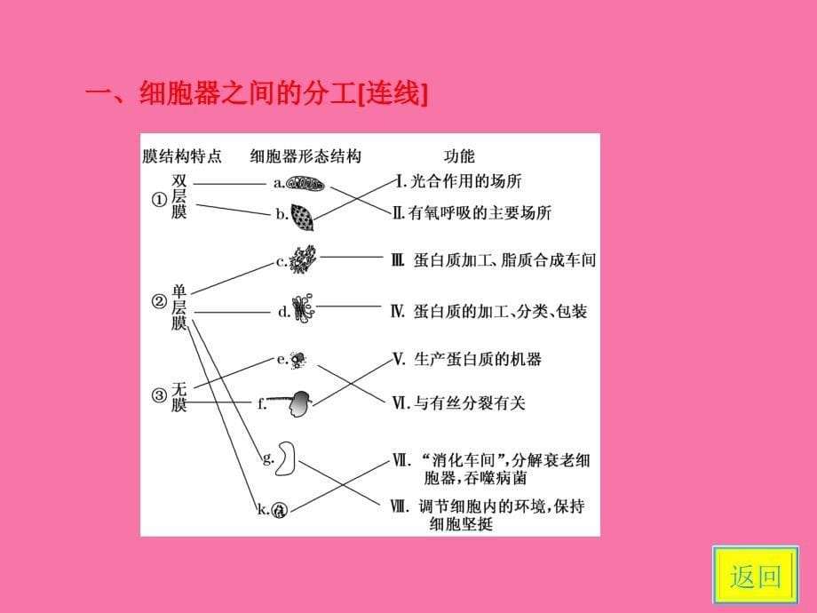 必修1第二单元第二讲细胞器系统内的分工与合作ppt课件_第5页