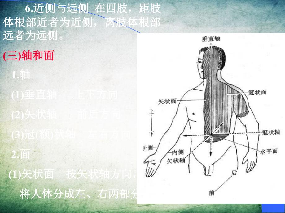 人体系统解剖学绪论_第4页