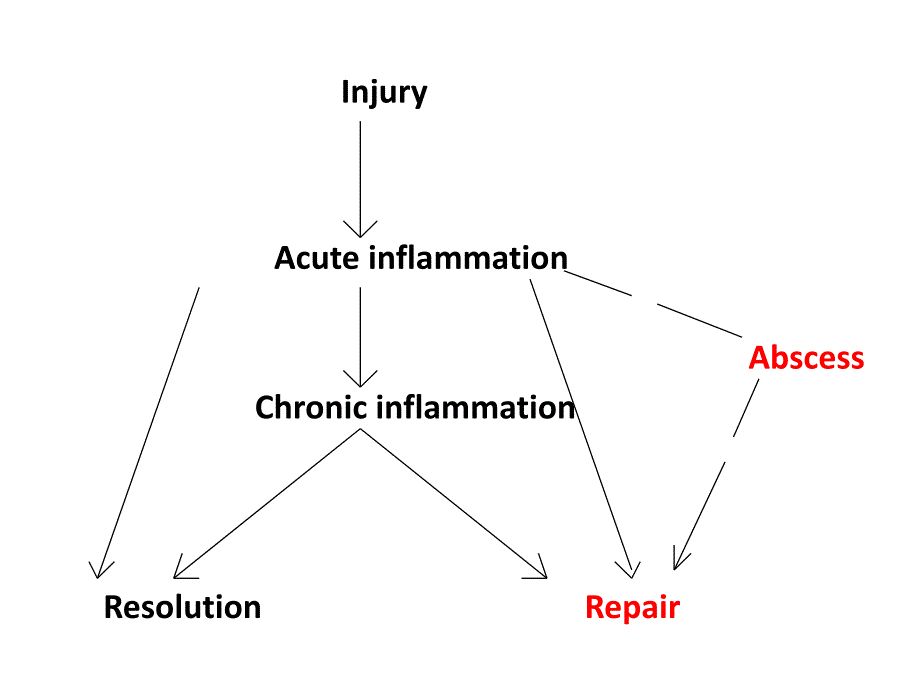 急性炎症课件_第2页