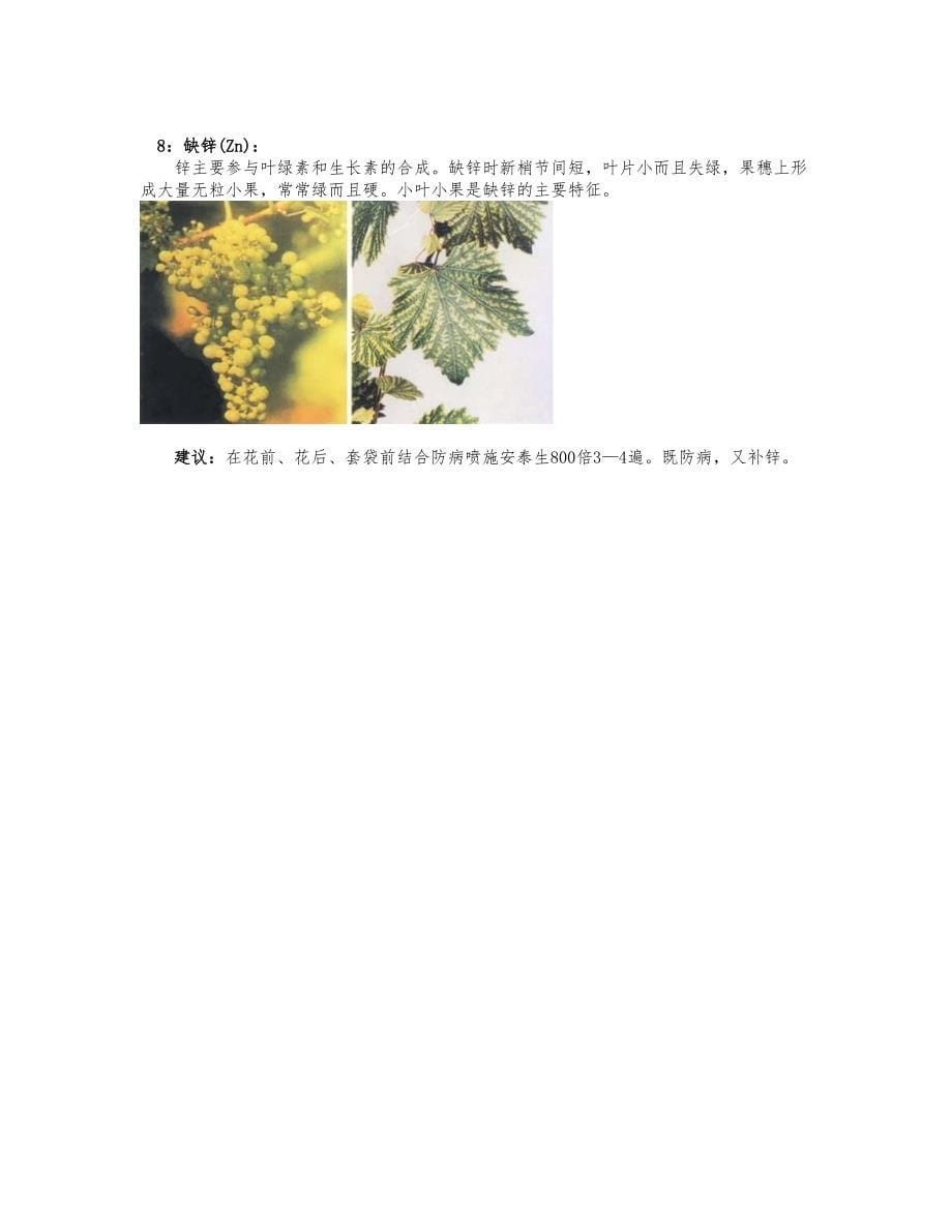 葡萄病害介绍及防治_第5页