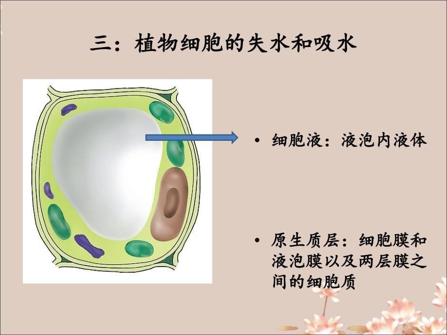 物质跨膜运输的实例_第5页