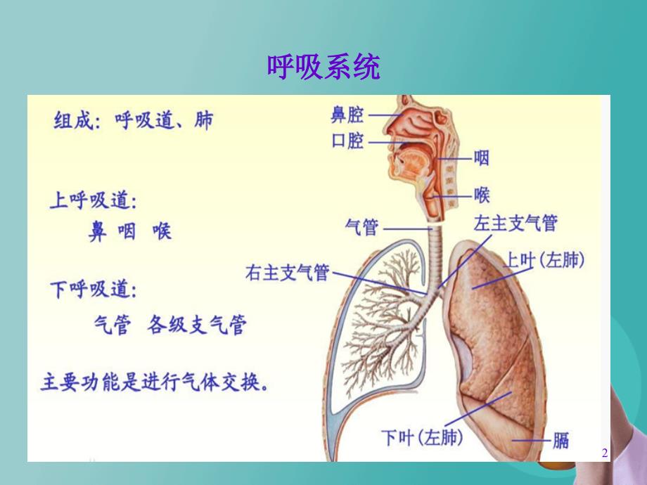 镇咳祛痰药ppt课件_第2页