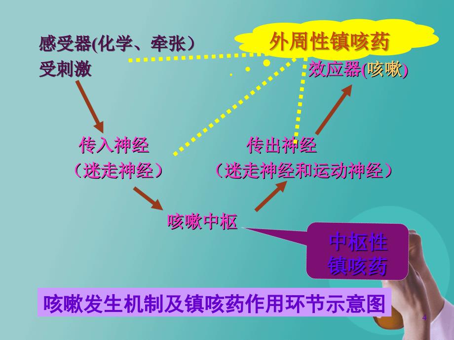 镇咳祛痰药ppt课件_第4页