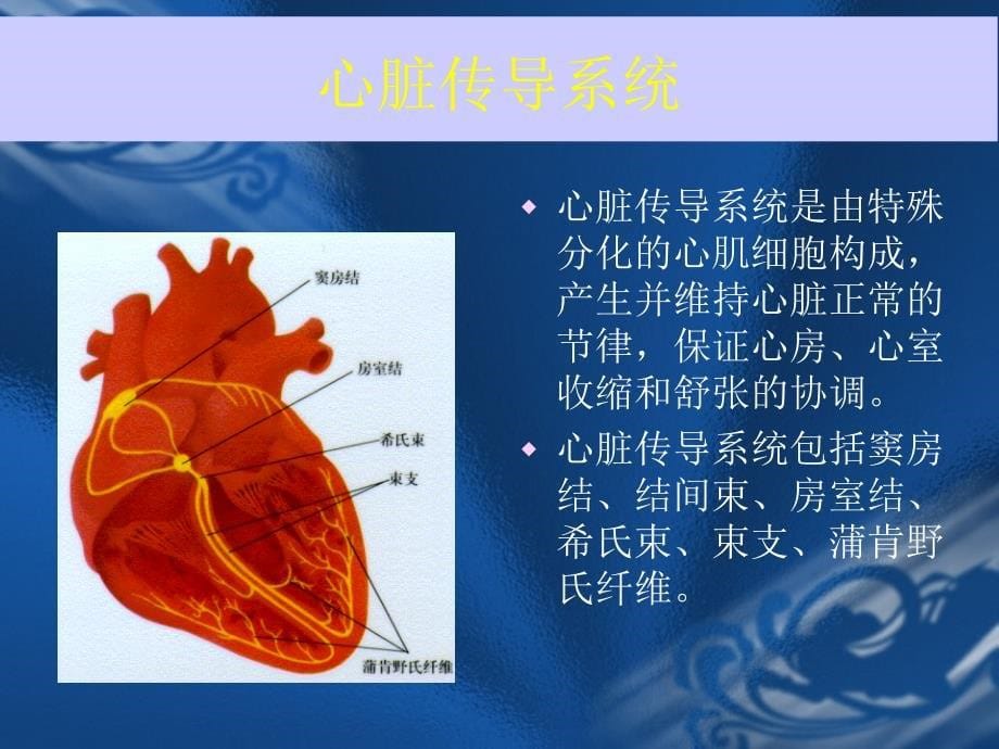 ECG基础知识1_第5页