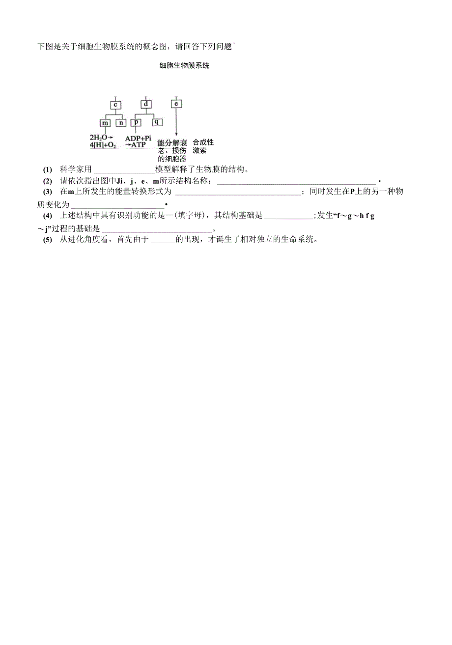 蛋白的合成和分泌专题_第4页