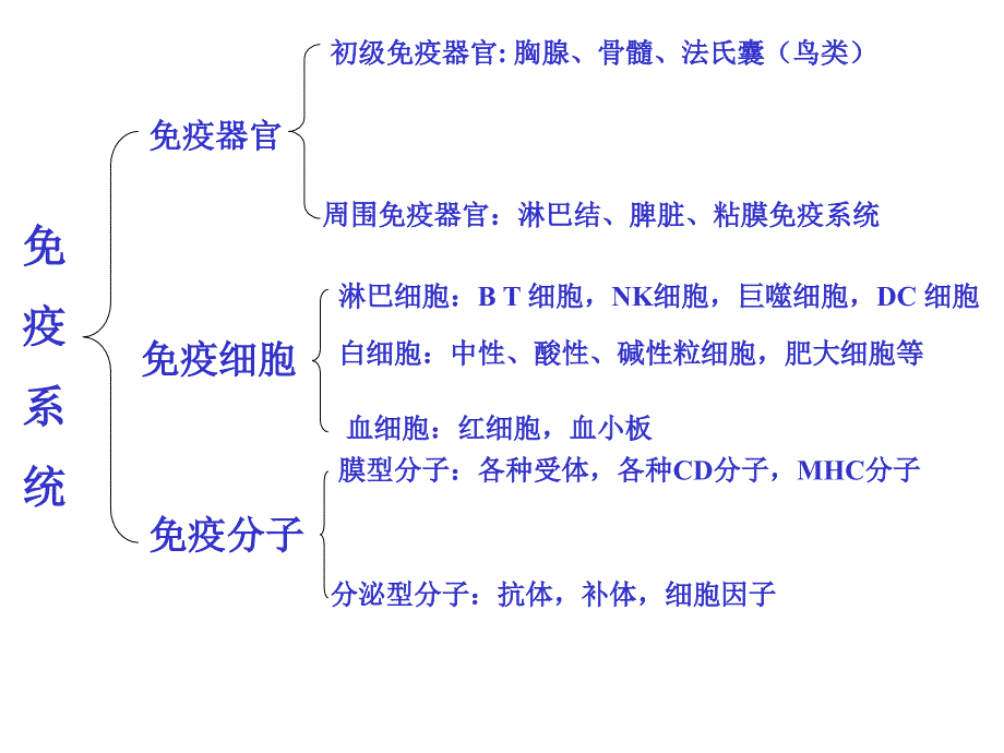 疫免疫系统的组织器官和细胞最新课件_第2页