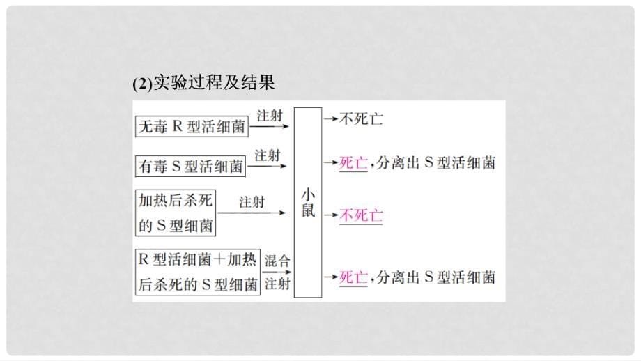 高考生物一轮复习 第19讲 DNA是主要的遗传物质课件_第5页