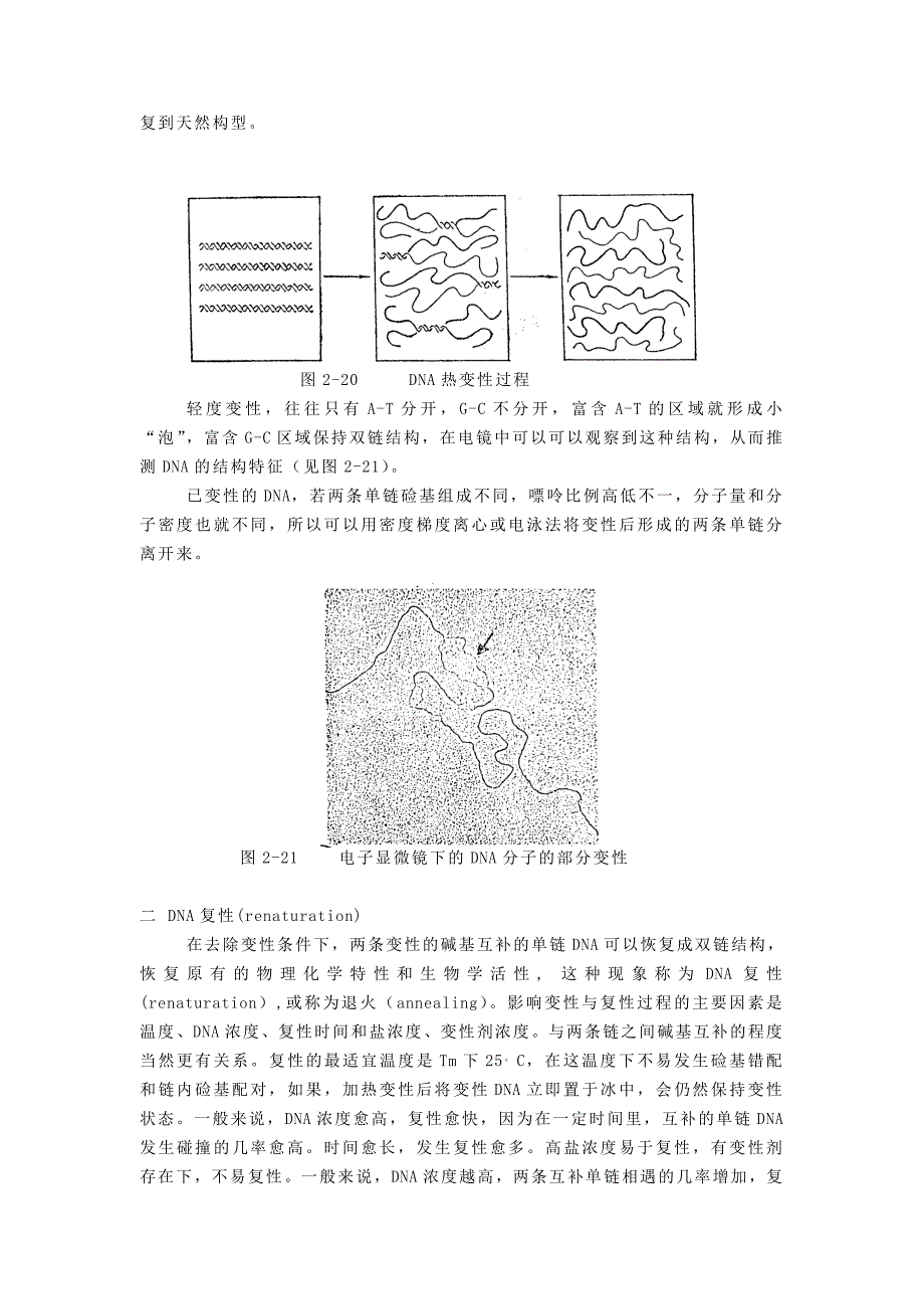 第六节dna的变性、复性.doc_第2页