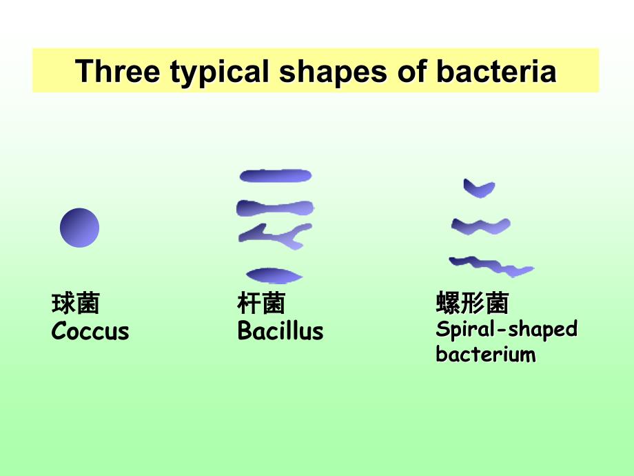 02细菌的形态与结构PPT文档_第3页