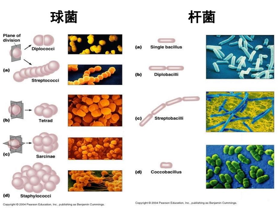 02细菌的形态与结构PPT文档_第4页