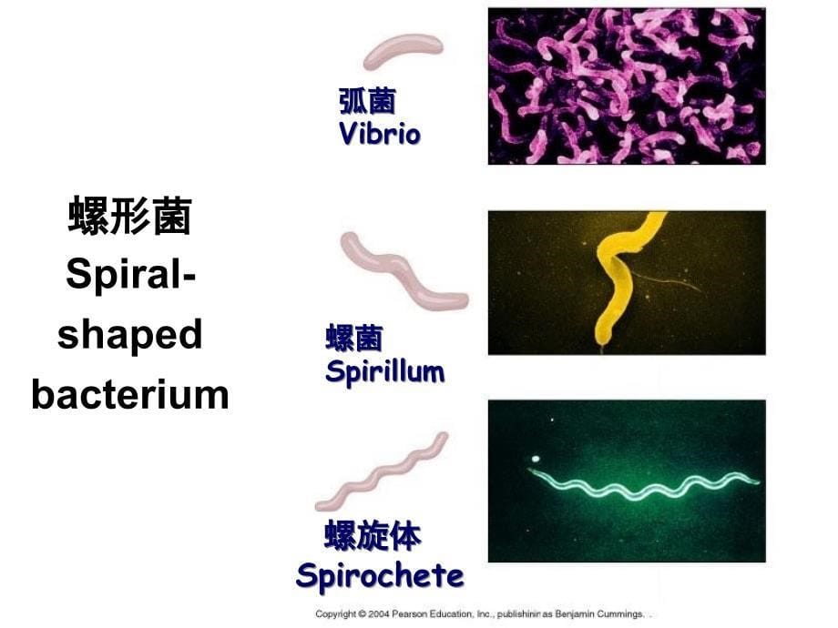 02细菌的形态与结构PPT文档_第5页