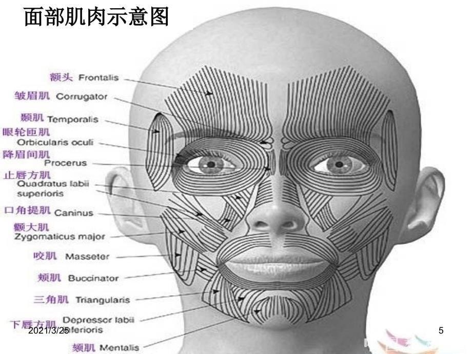 微表情心理学行为心理学PPT课件_第5页