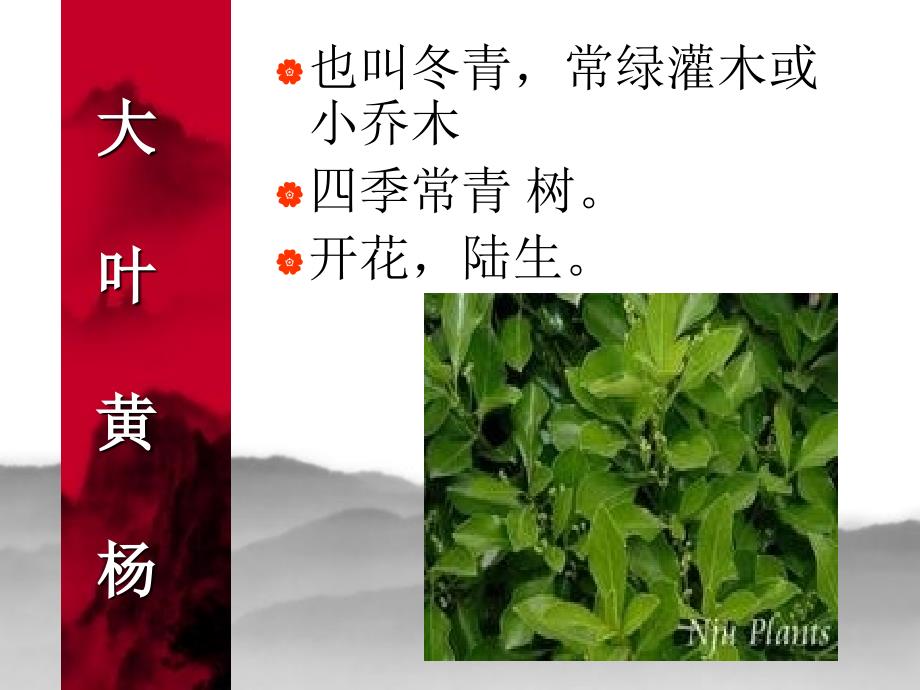 3多种多样的植物_第3页