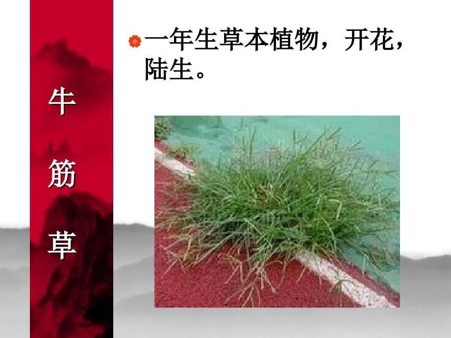 3多种多样的植物_第5页