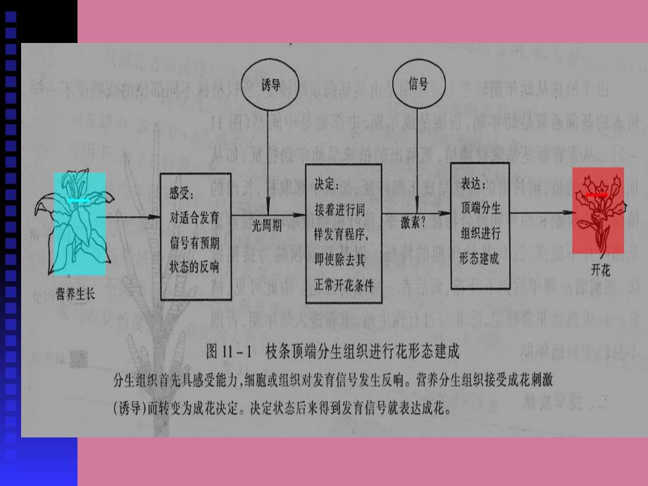 植物的成花ppt课件_第4页