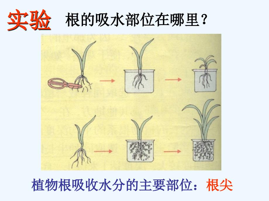 济南版八上《根的结构与功能》ppt课件电子教案_第3页