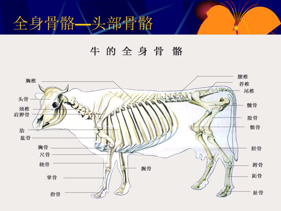 全身骨骼1头部骨骼_第1页