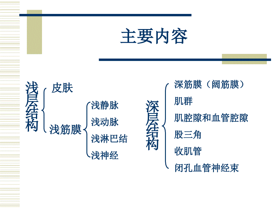 股前区和股内侧区的局部解剖_第2页