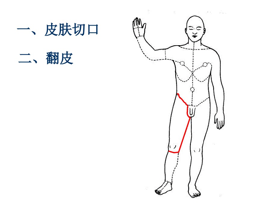 股前区和股内侧区的局部解剖_第3页