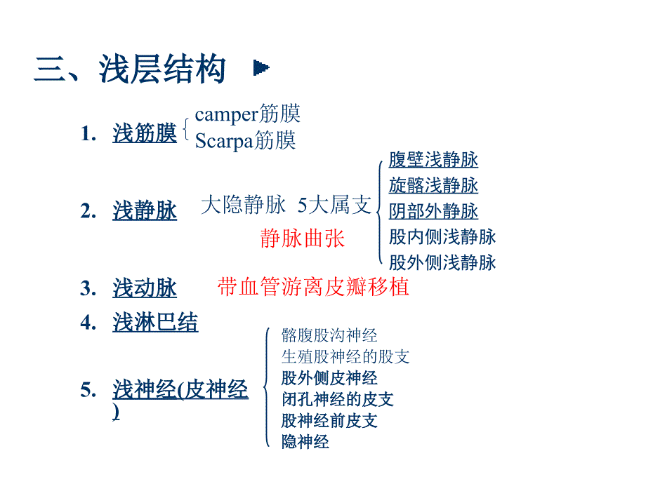 股前区和股内侧区的局部解剖_第4页