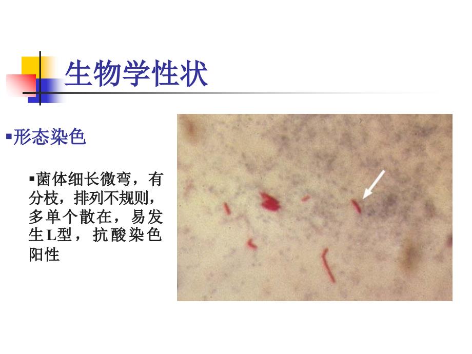 呼吸道感染的细菌PPT课件_第3页