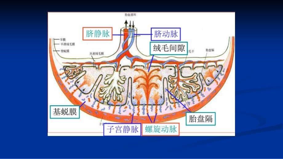 前置胎盘与胎盘植入mr表现ppt课件_第5页