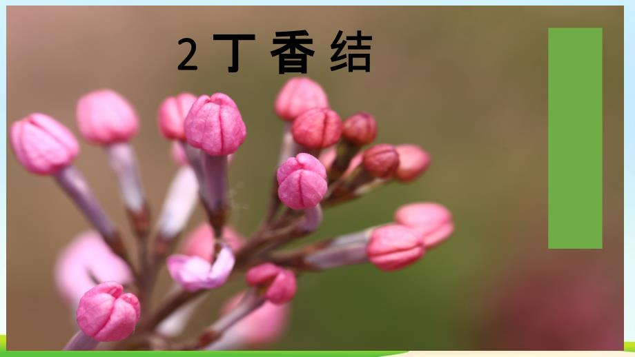 六年级上册丁香结_第1页