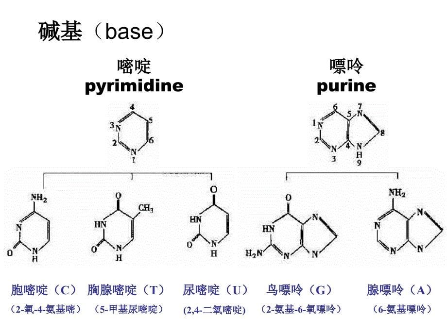 分子生物学2核酸_第5页