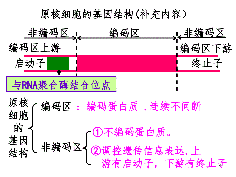 基因工程的基本操作程序四班PPT精选文档_第4页