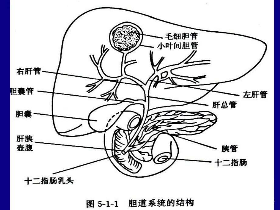 胆囊超声检查ppt课件_第3页