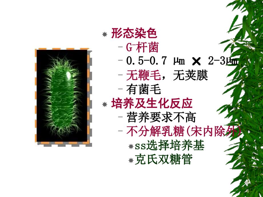 医学微生物学教学课件：志贺菌属_第2页