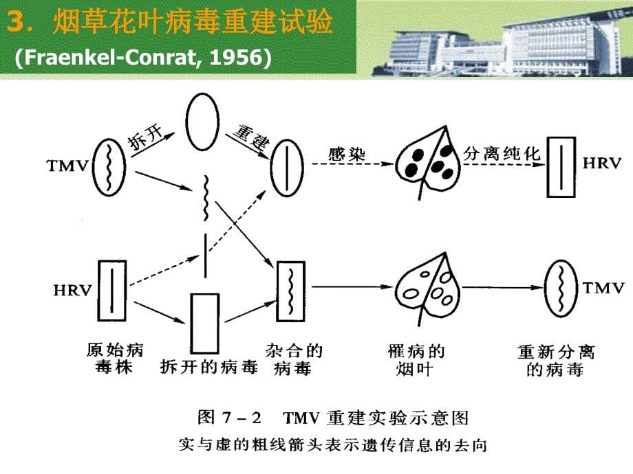 微生物学：第七章 微生物遗传_第5页