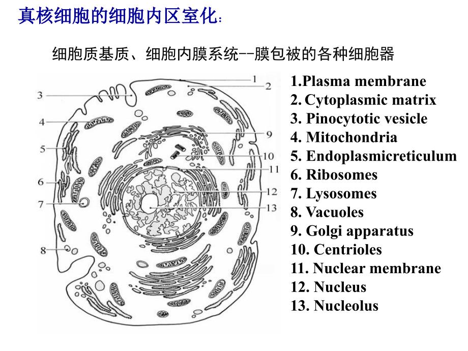 高中生物奥赛辅导—真核细胞内膜系统、蛋白质分选和膜泡运输_第3页