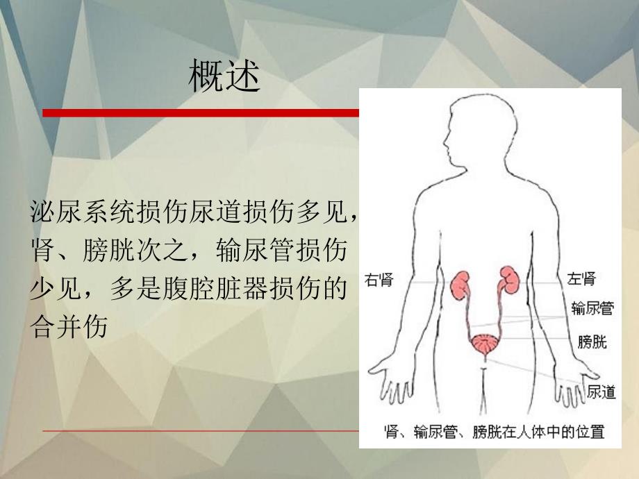 《泌尿系损伤的护理》课件_第2页