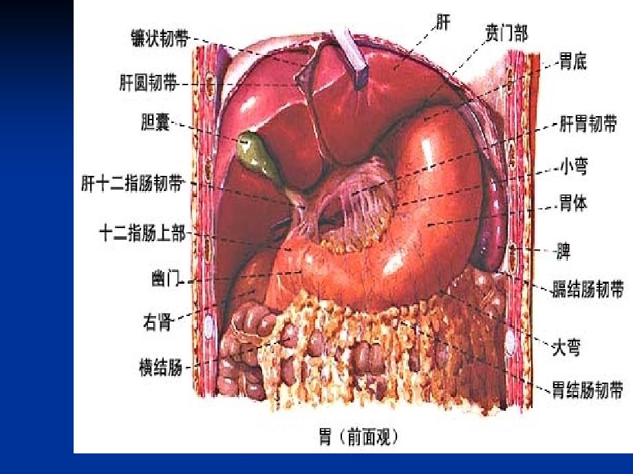 消化系统常见疾病的药物治疗重点难点辅导课件_第3页