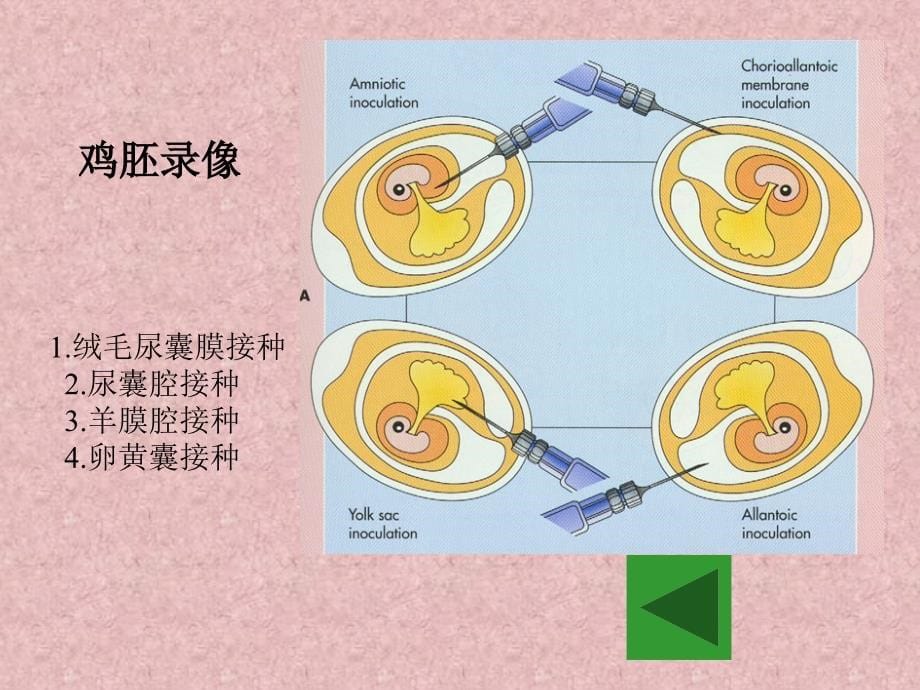 病原生物实验课：实验十二、凝集反应（免疫实验1）_第5页