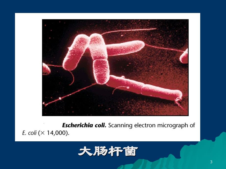 最新第六章细菌和噬菌体的遗传分析PPT文档_第3页