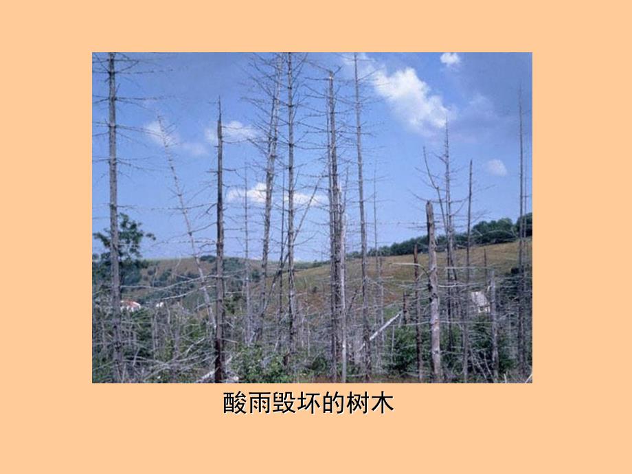 人教版七年级下册《探究环境污染对生物的影响》_第3页