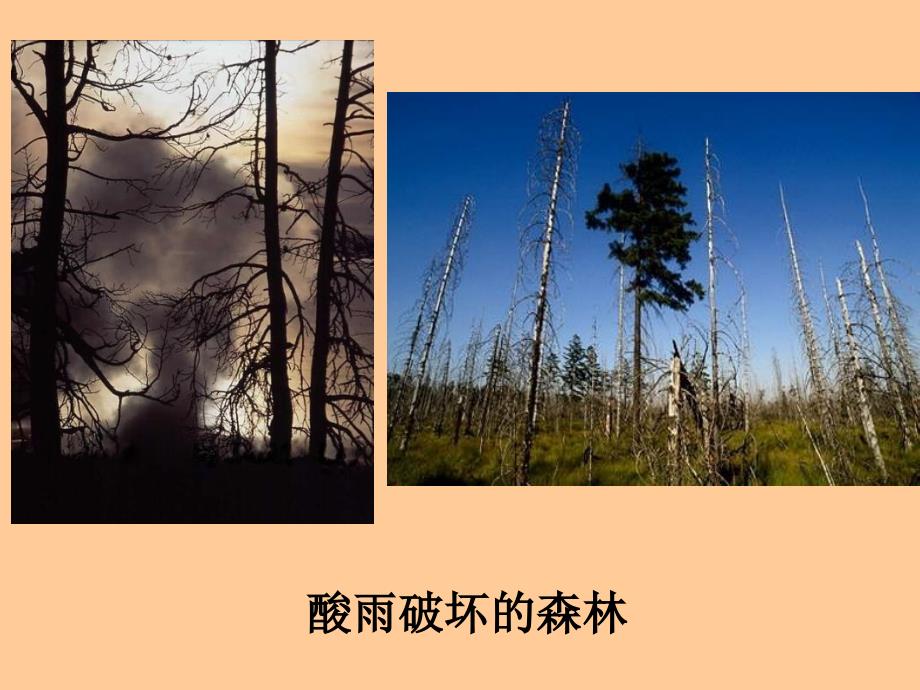 人教版七年级下册《探究环境污染对生物的影响》_第4页