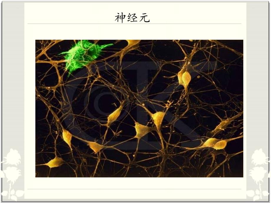 普通心理学心理和行为的神经生理基础文档资料_第3页