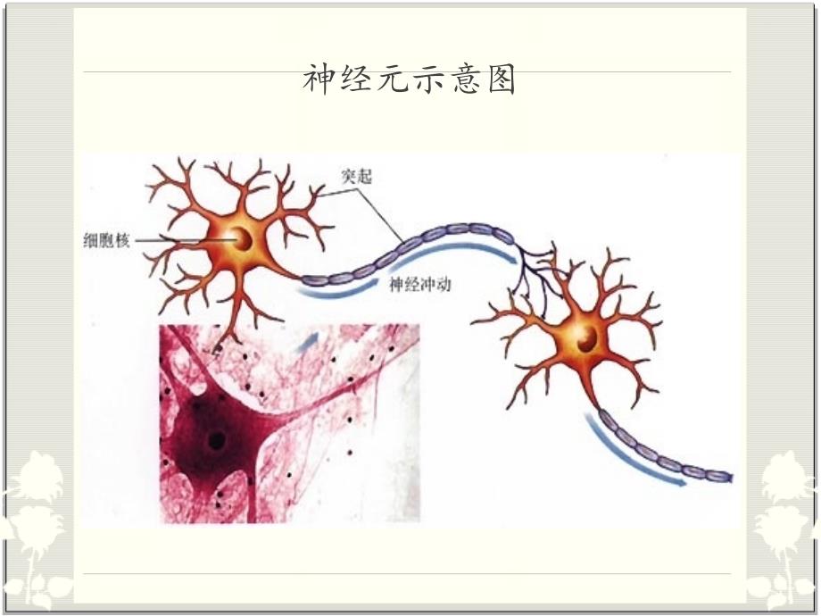 普通心理学心理和行为的神经生理基础文档资料_第4页