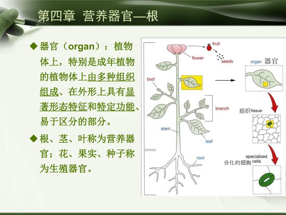 植物学-第四章 营养器官—根_第2页