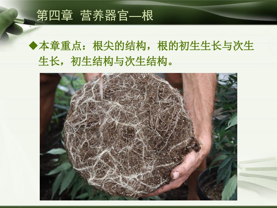 植物学-第四章 营养器官—根_第4页