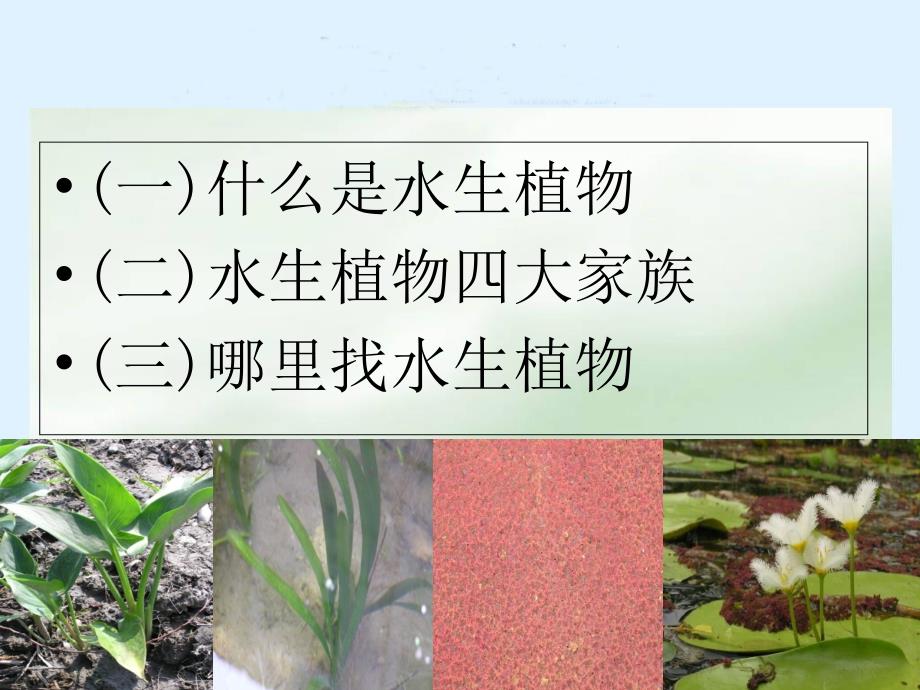 三年级科学上册水生植物课件教科版_第2页